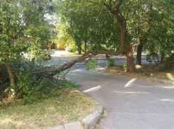 Упавшее дерево пять дней мешает жителям дома в Ессентуках выехать из двора