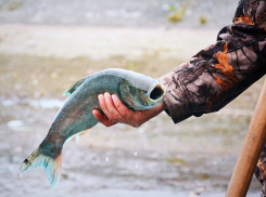 Тонну рыбы выпустили в Комсомольское озеро Ставрополя