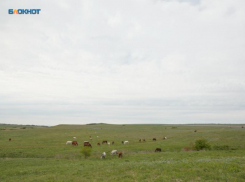 На нападения шакалов пожаловались жители Ставропольского края 