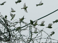 В связи с юбилеем Победы на Ставрополье провели амнистию