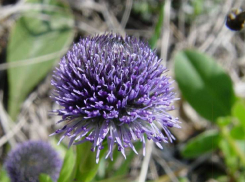 Исчезает из-за сельского хозяйства: редкий цветок шаровница точечная может пропасть со Ставрополья