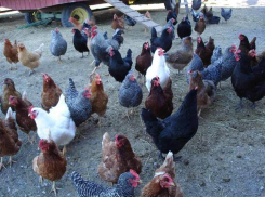 Чупакабра растерзала куриц жительницы Ставрополя