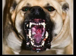 На Ставрополье двое детей стали жертвами злостных и неуправляемых собак