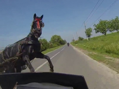 Перебегавшую дорогу лошадь сбил насмерть водитель «Нивы» на Ставрополье