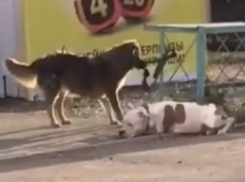 Дворняжка провела операцию по спасению питбуля