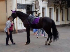 Ситуацию со сбившей женщину и ребенка лошадью проверит следком Ставрополья 