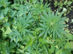 В Ставропольском крае уничтожили свыше 500 кустов конопли