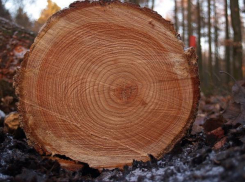 Спилившего четыре ясеня мужчину оштрафовали на 12 тысяч рублей в Минводах