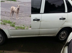 Великодушный водитель пожертвовал машиной ради спасения перебегавшего трассу пса на Ставрополье