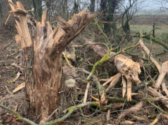 На Ставрополье незаконно вырубили 21 дерево на сумму более одного миллиона рублей