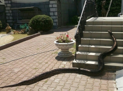 Прогулка «маленькой» Маши в Ставрополе привела в ужас жителей города