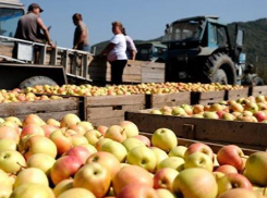 На Ставрополье началась уборка янтарной ягоды и плодовых 