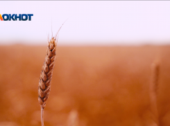 Ставропольские аграрии бьют тревогу из-за гибели озимых посевов 