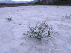 Стригозелла африканская предположительно исчезла на Ставрополье