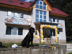 Кинолог и ее лабрадор из Ставрополя стали лучшими на соревнованиях на Юге и Северном Кавказе