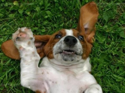 Началось голосование по конкурсу «Самый забавный пес Ставрополья»