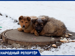 Горожанка призвала спасти от голода бездомных животных на холодных улицах Ставрополя