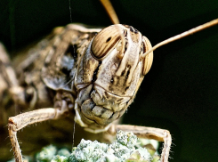 В этом году саранча «сожрет» из бюджета Ставрополья 28 миллионов рублей