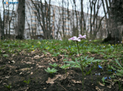 Туман и до +19 градусов пообещали жителям Ставрополя 17 апреля 