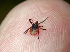 36 жителей Ставрополья заболели крымской геморрагической лихорадкой