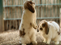 В понедельник Ставрополь покинут заморозки и ветер
