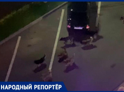 «Только несчастный случай что-то изменит»: стаи собак в центре Ставрополя пугают людей 