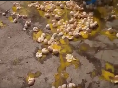 Рыночные продавцы обвиняют в разгромном нападении полицейских и власть в Пятигорске