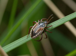 До 12 человек увеличилось количество заболевших КГЛ на Ставрополье