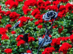 Саженцы роз подарил Донецк Кисловодску в благодарность за поддержку в военное время