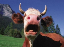 Бешеные коровы стали причиной карантина в селе Ставрополья