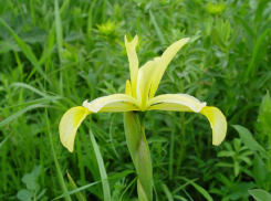 Солелюбивый касатик рискует навсегда исчезнуть на Ставрополье