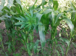 Сторож прямо на рабочем месте выращивал коноплю на Ставрополье