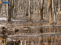 Небольшое потепление до +5 градусов вернется на Ставрополье 28 января