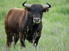 На Ставрополье мужчина погиб от рогов быка