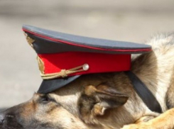 Собака нашла наркотик в одном из домов Ставрополья