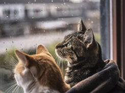 В четверг в Ставрополе будет дождь