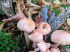 Ставропольчанки потерялись в лесу Кабардино-Балкарии, отправившись за грибами