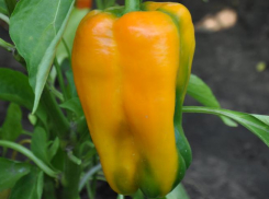 Гибрид толстостенного перца Сапфир F1: превосходный выбор для садовода