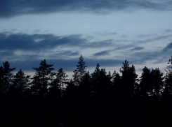 Пенсионер заблудился в Мамайском лесу на окраине Ставрополя