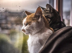 До +32 и дождь с грозой: какая погода ждет Ставрополь