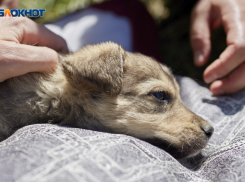 Объект для сжигания трупов животных появится на Ставрополье