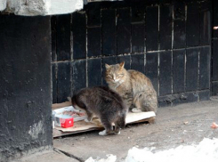 Городские власти не оставили четвероногих друзей в беде в Ставрополе