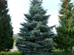 В Михайловске начнут выращивать ели для всего Ставрополья