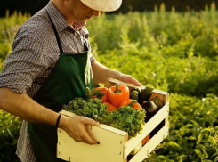 На 5% больше овощей в 2018 году собрали на Ставрополье