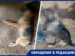 «Я и вас, и ваших собак перестреляю»: ставрополец убил соседских собак