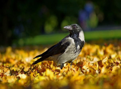 В среду в Ставрополе будет солнечно
