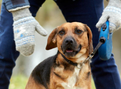 Закон об эвтаназии агрессивных животных приняли в первом чтении депутаты думы Ставрополья