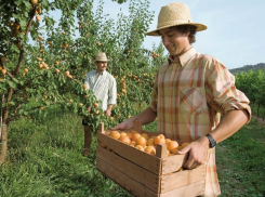 Фруктовый сад за миллиард рублей заложат на Ставрополье 