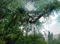 Свисающий с дерева живой удав напугал посетителей детской поликлиники в Буденновске