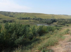 1700 кустов конопли уничтожили на Ставрополье